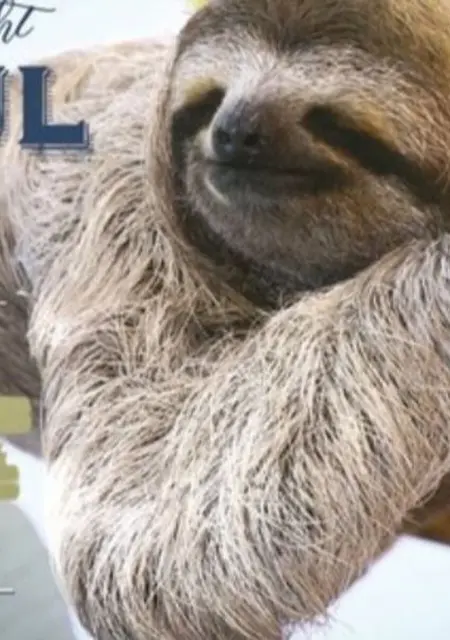 Nottellone из Берлина